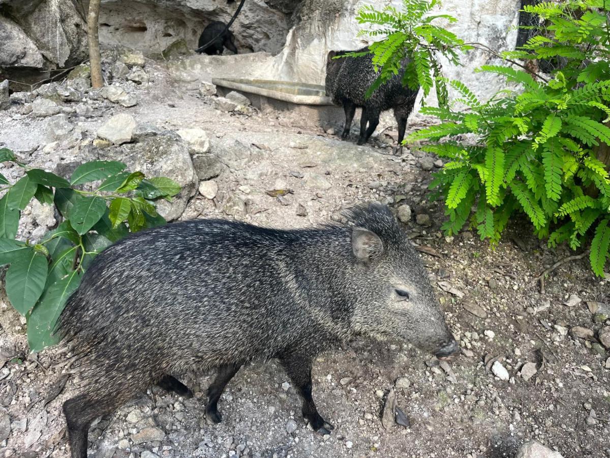 Casados Ranch Hotell Escárcega Eksteriør bilde